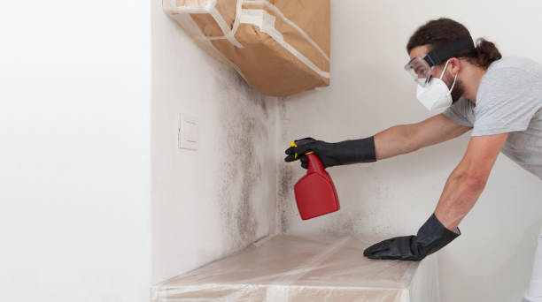 Professional Basement Mold Remediation technician working in Sharon, TN