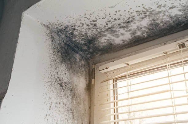 Affordable Basement Mold Remediation solutions in Sharon, TN