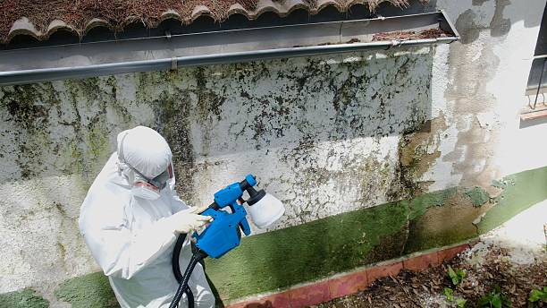Top rated local Basement Mold Remediation specialists in Sharon, TN